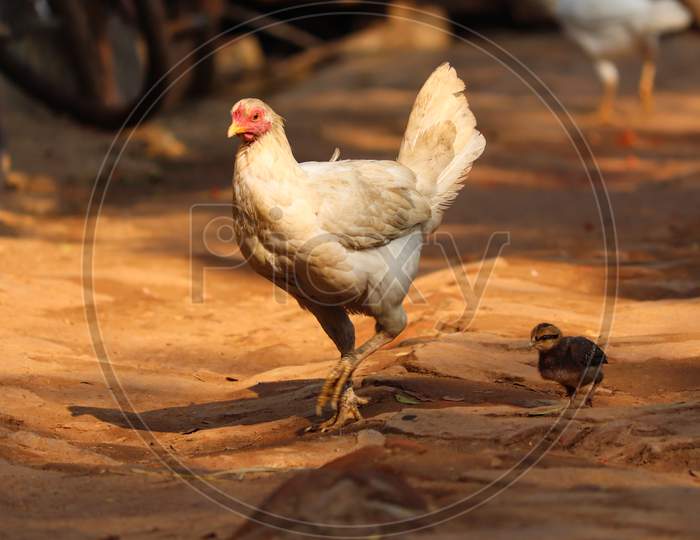 Hen With Her Baby Stock Photo