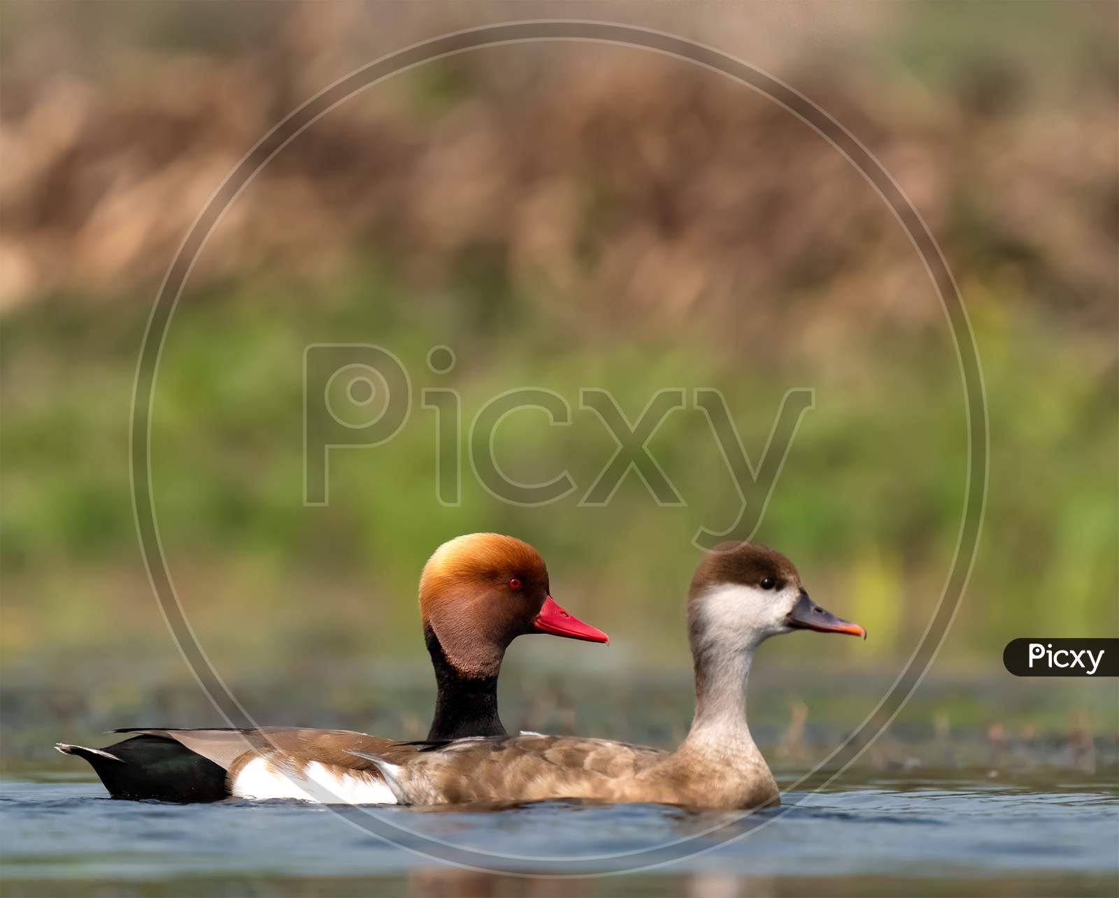 Pair Of Red Crested Pochard