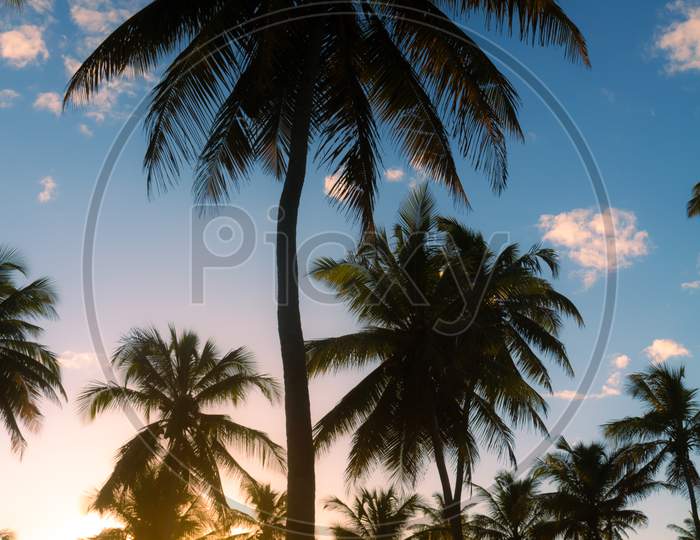 Beautiful Sunset Among Palm Trees. Beach Vacation Landscape.