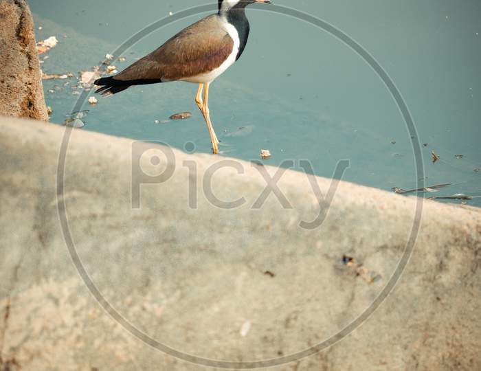 Bird wildlife photography