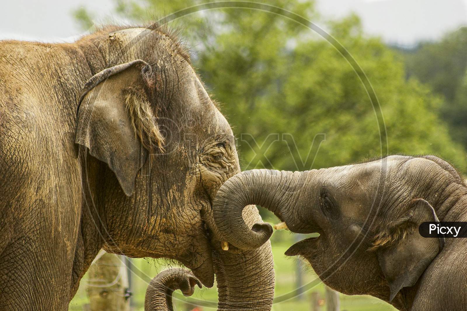 Elephants love
