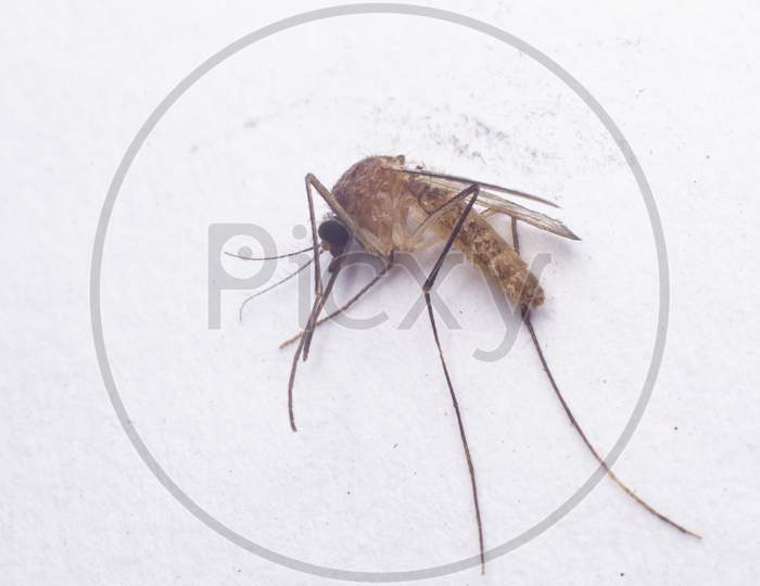 Dead Mosquito Isolated On White Background. Extreme Close-Up.