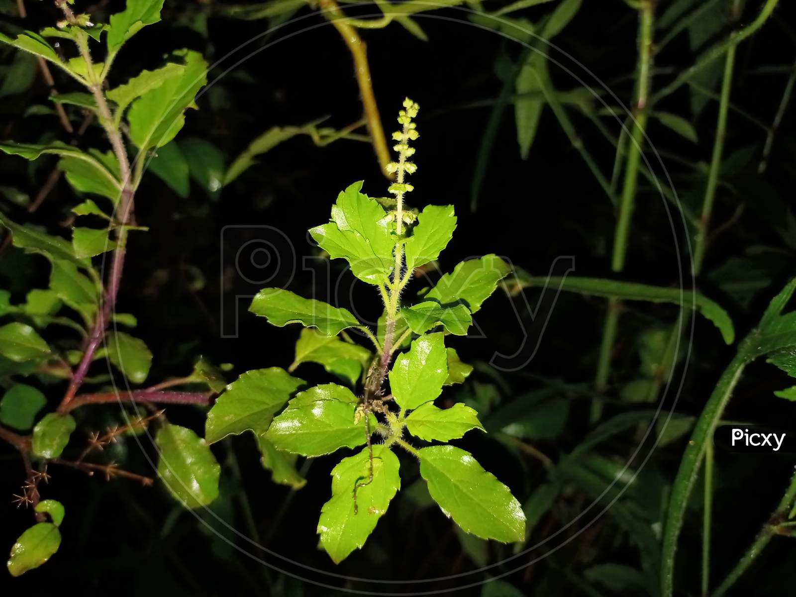 Image of Kerala thulasi-FL006410-Picxy