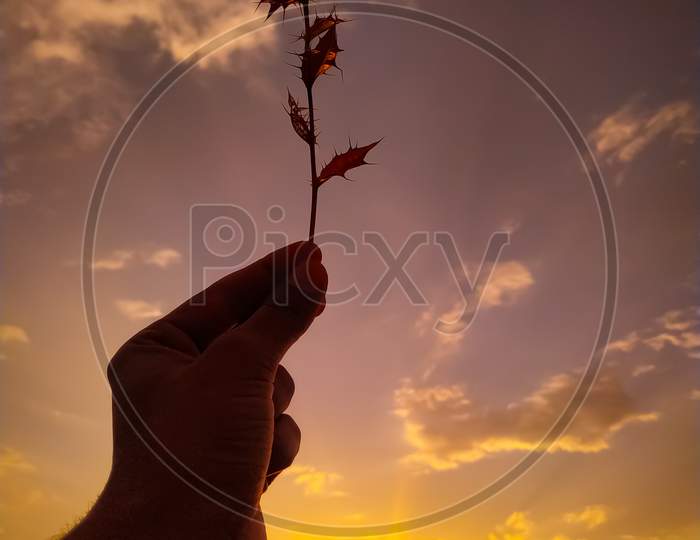 Vertical Shot Of A Silhouette Of A Hand Holding Plant With Flower Leaves During Sunset
