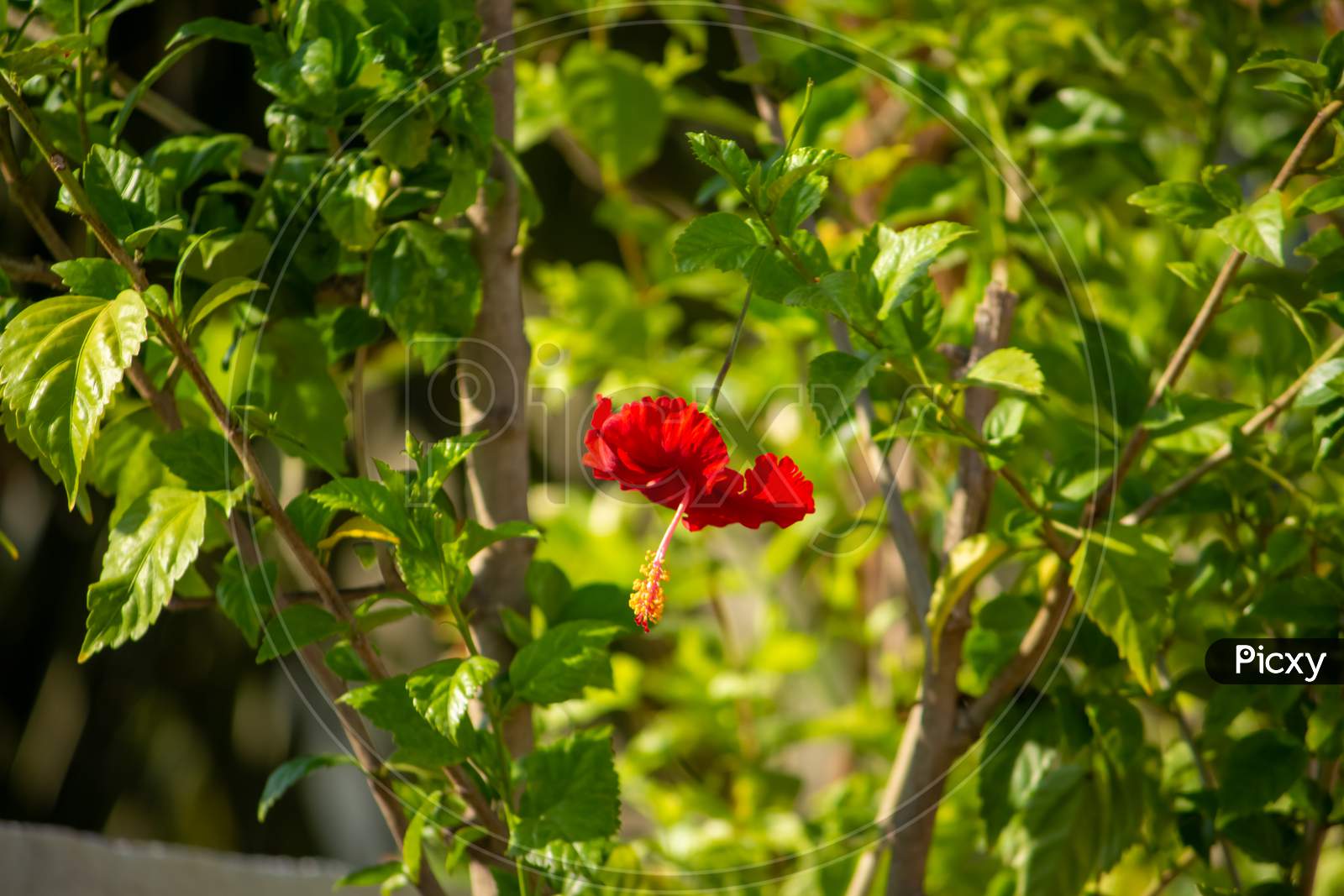 Red Hibiscus Rosa-Sinensis, Colloquially As Chinese Hibiscus, China Rose, Hawaiian Hibiscus, Rose Mallow & Shoeblackplant, Is A Species Of Tropical Hibiscus, Hibisceae Tribe Of The Family Malvaceae
