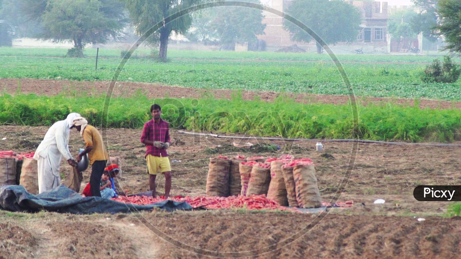 Slow Motion Shot Of Family Of Farmers In A Harvested Field With Piles Of Collected Carrots On A Mat And Filling And Packing It Into Bags Ready To Sell In The Indian Mandi Vegetable Markets