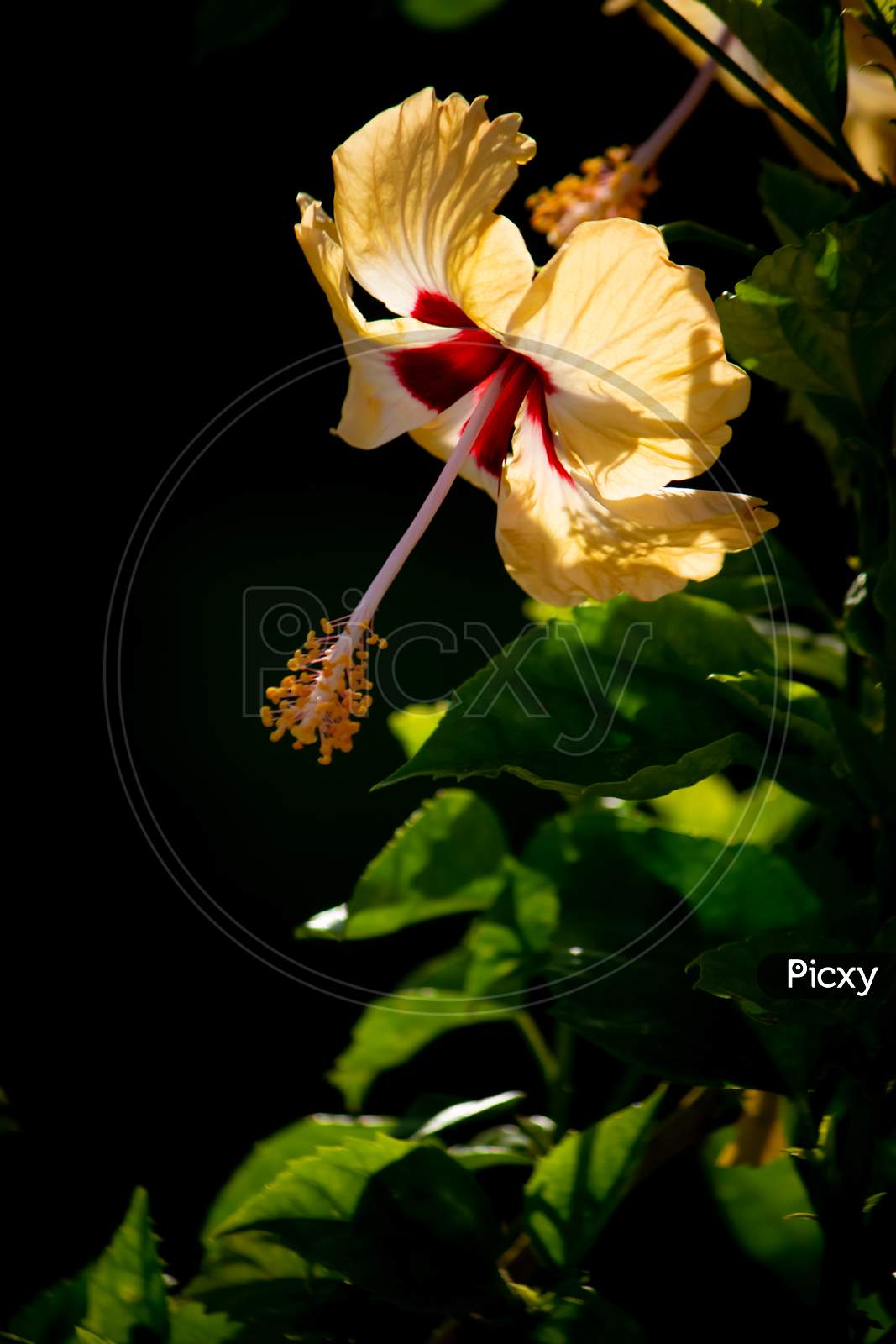 Yellwo Hibiscus Rosa-Sinensis, Colloquially As Chinese Hibiscus, China Rose, Hawaiian Hibiscus, Rose Mallow & Shoeblackplant, Is A Species Of Tropical Hibiscus, Hibisceae Tribe Of The Family Malvaceae