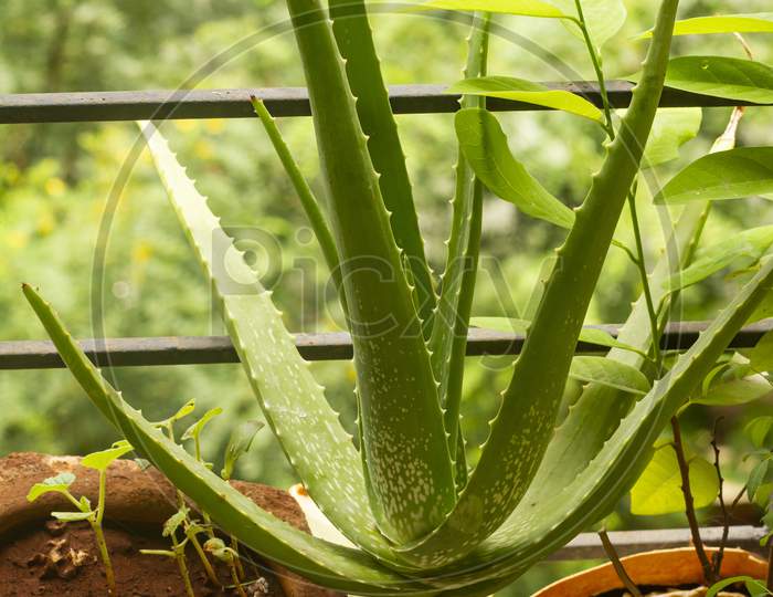 Aloe Vera Plant In Pot. Green Background.