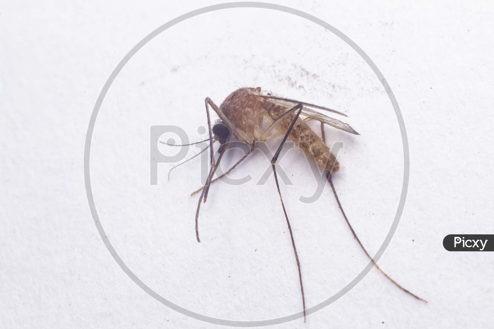 Dead Mosquito Isolated On White Background. Extreme Close-Up.