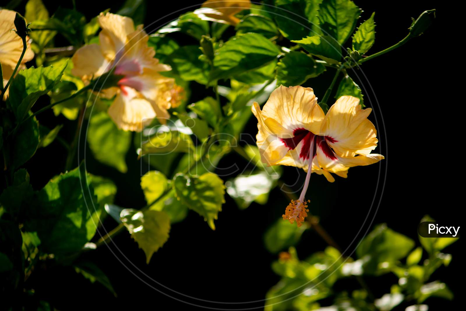 Yellwo Hibiscus Rosa-Sinensis, Colloquially As Chinese Hibiscus, China Rose, Hawaiian Hibiscus, Rose Mallow & Shoeblackplant, Is A Species Of Tropical Hibiscus, Hibisceae Tribe Of The Family Malvaceae