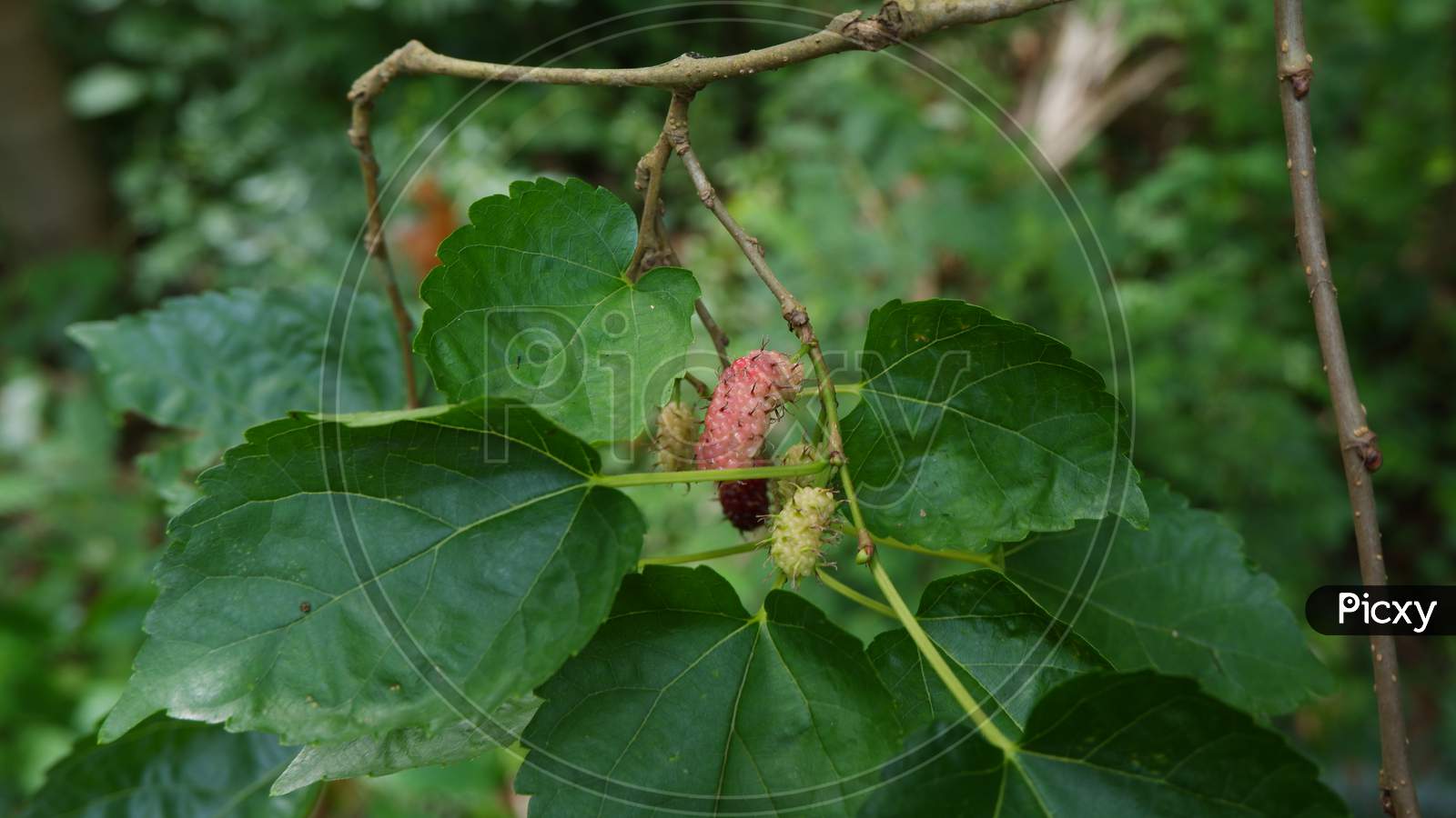 Ripened mulberry on the plant,close up,red and black berries