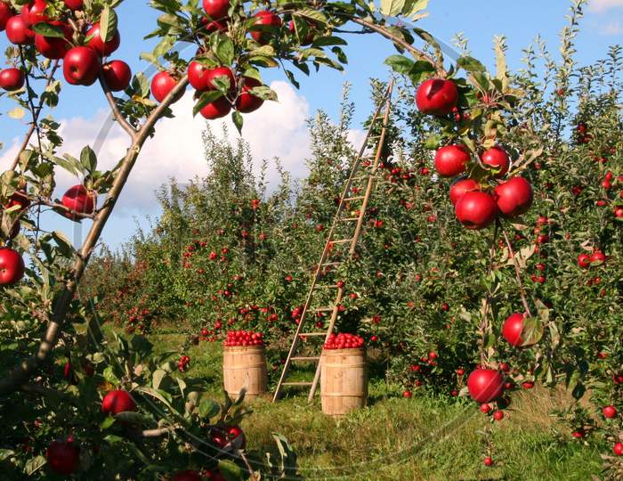 Apple Agriculture