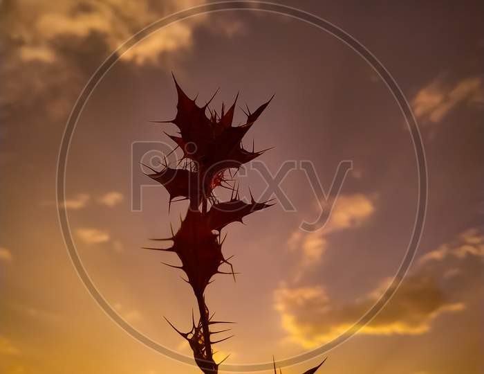 Vertical Shot Of A Skyscape With A Silhouette Of A Plant With Flower Leaves During Sunset