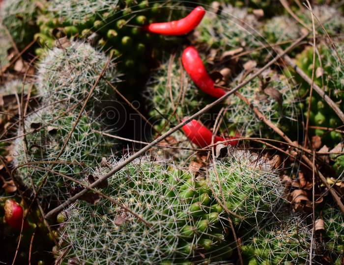 Cactus Plant In A Pot