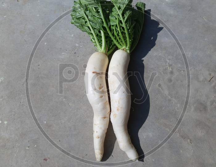 Radish is an edible root vegetable of the family Brassicaceae.