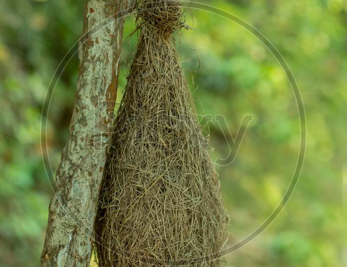 Little Weavers Birds Nest Made Of Straw And Hang On The Tree