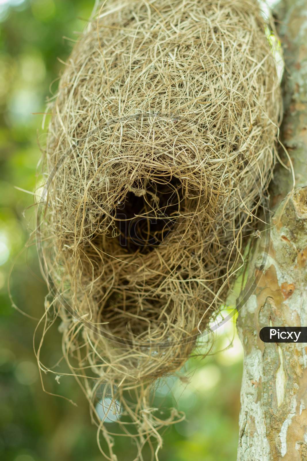 Little Weavers Or Babui Bird'S Nest Made Of Straw And Hang On Tree