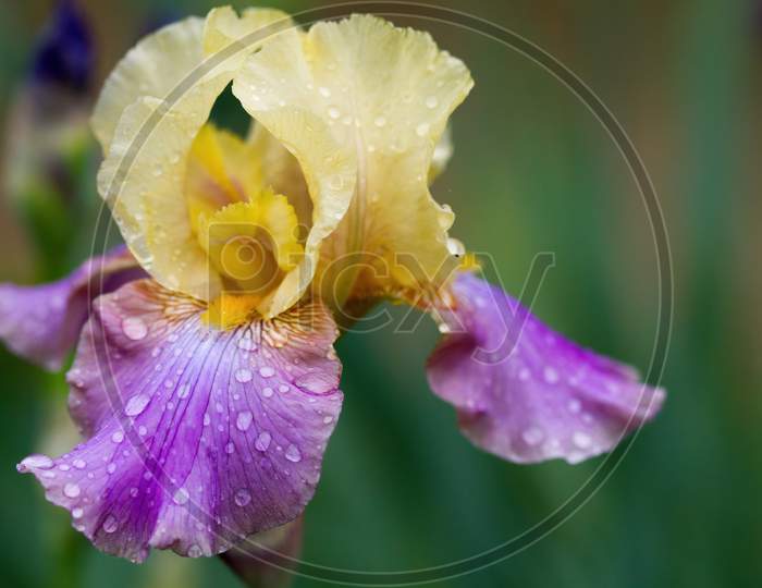 Iris Flower Of Bagatelle