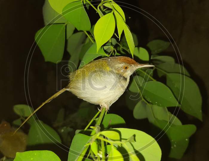 The common tailorbird (Orthotomus sutorius) is a songbird found across tropical Asia