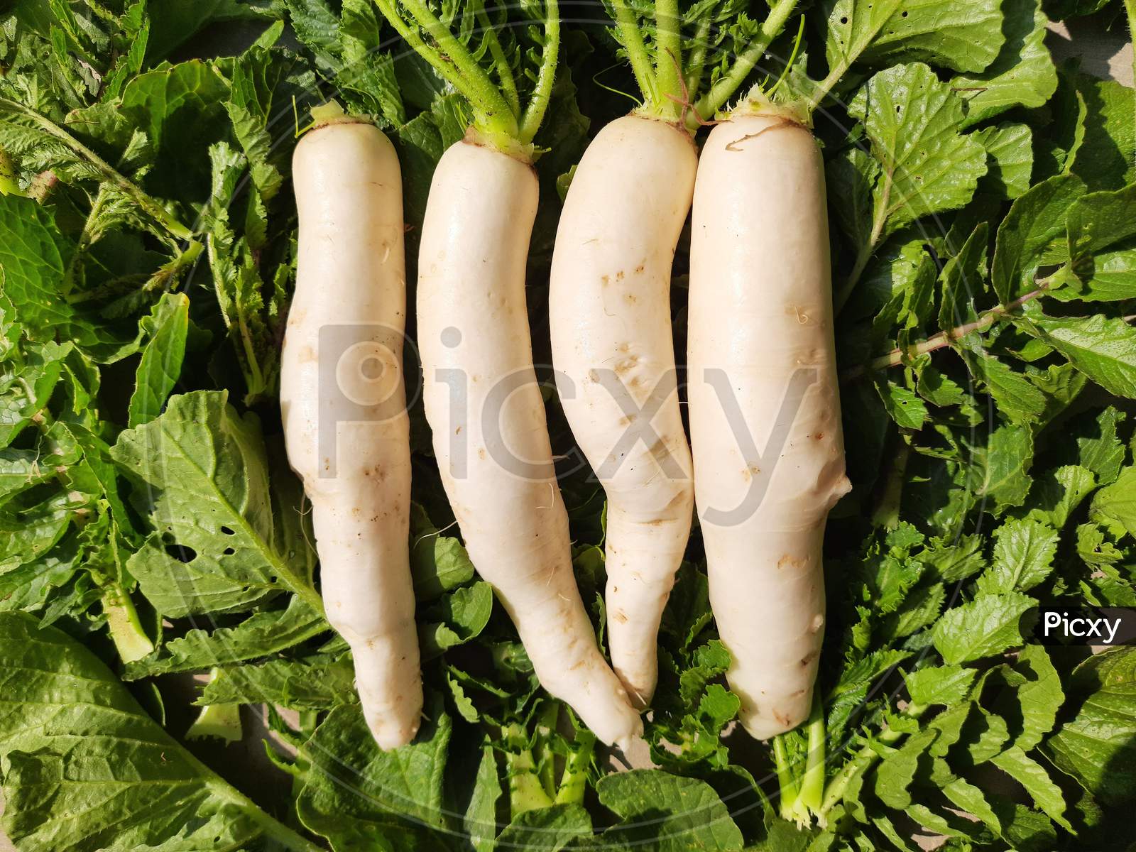 Radish is an edible root vegetable of the family Brassicaceae.