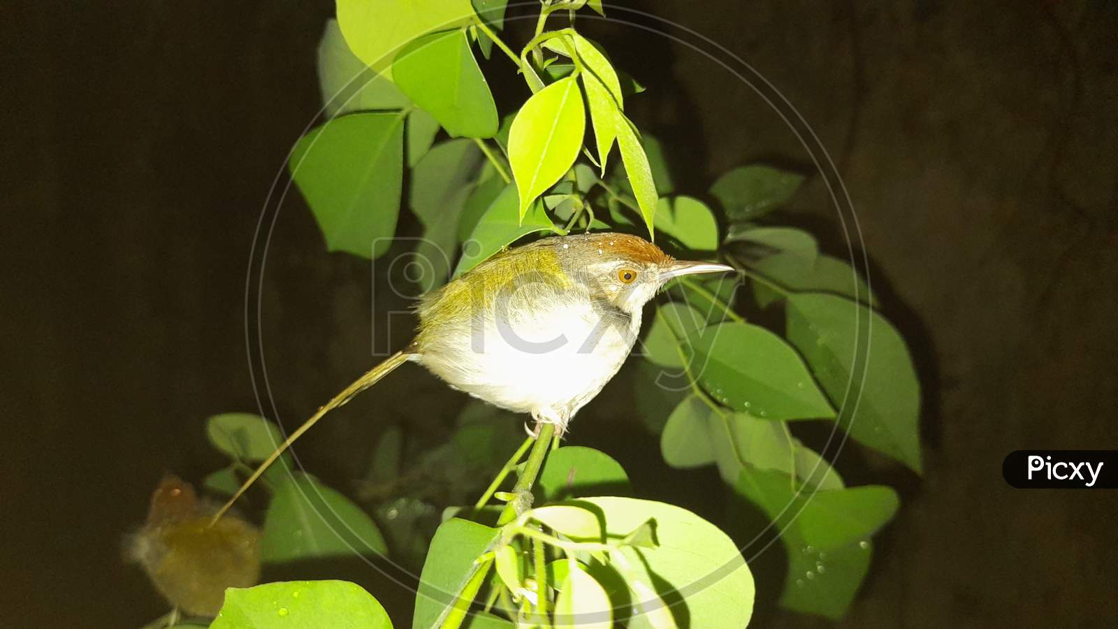 The common tailorbird (Orthotomus sutorius) is a songbird found across tropical Asia