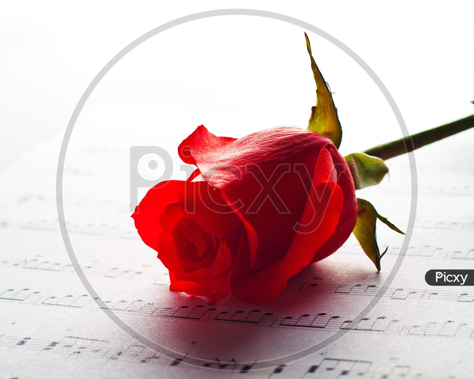 Close-up image of Fresh red rose flower and Sheet Music. . White background.