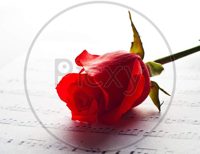 Close-up image of Fresh red rose flower and Sheet Music. . White background.