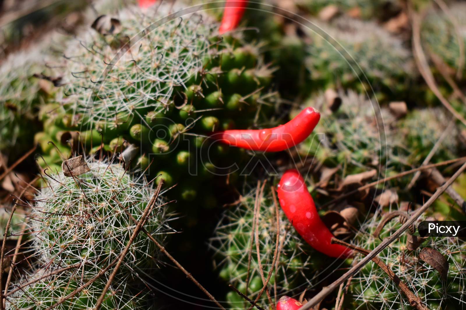 Cactus Plant In A Pot