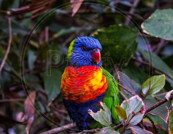 Mesmerizing Shot Of A Colorful Parrot On Blurred Background