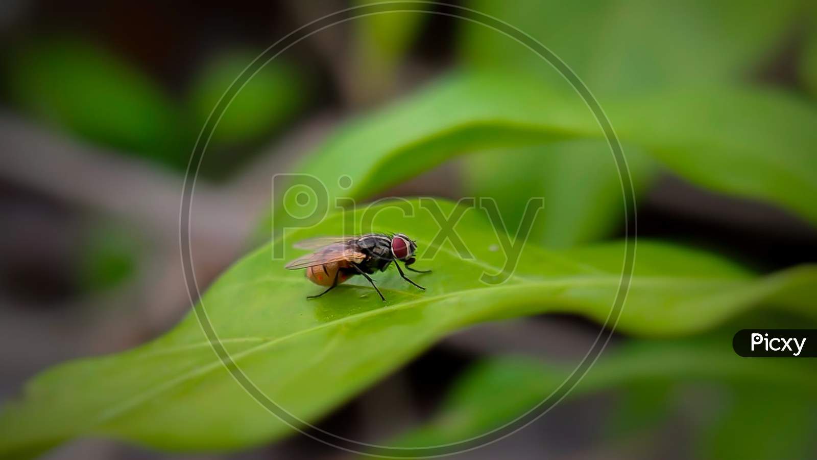 Image of Close-up shot of makhi , insect photography, macro photography ...