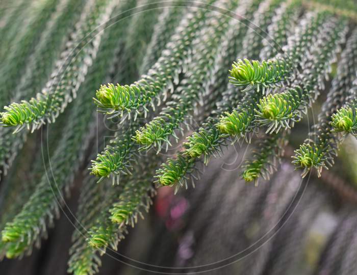 Macro View Of Green Prickly Branches Of Fur-Tree, Pine.