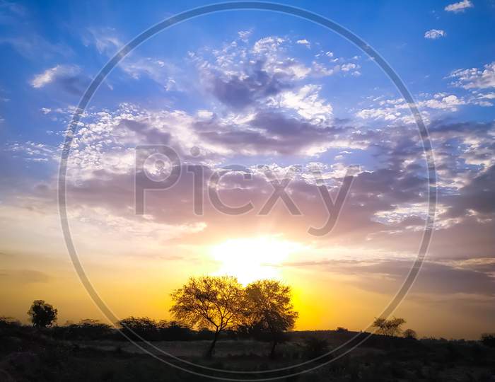 Silhouettes Of Bare Trees In The Field At Golden Sunset