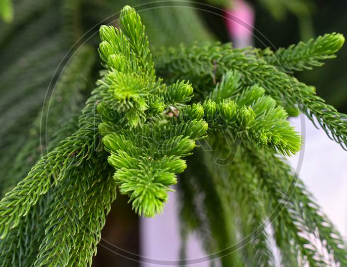 Macro View Of Green Prickly Branches Of Fur-Tree, Pine.