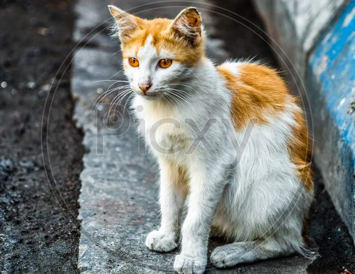 Image of Cat in Kolkata Street, Street photography by Pixel Sourav ...