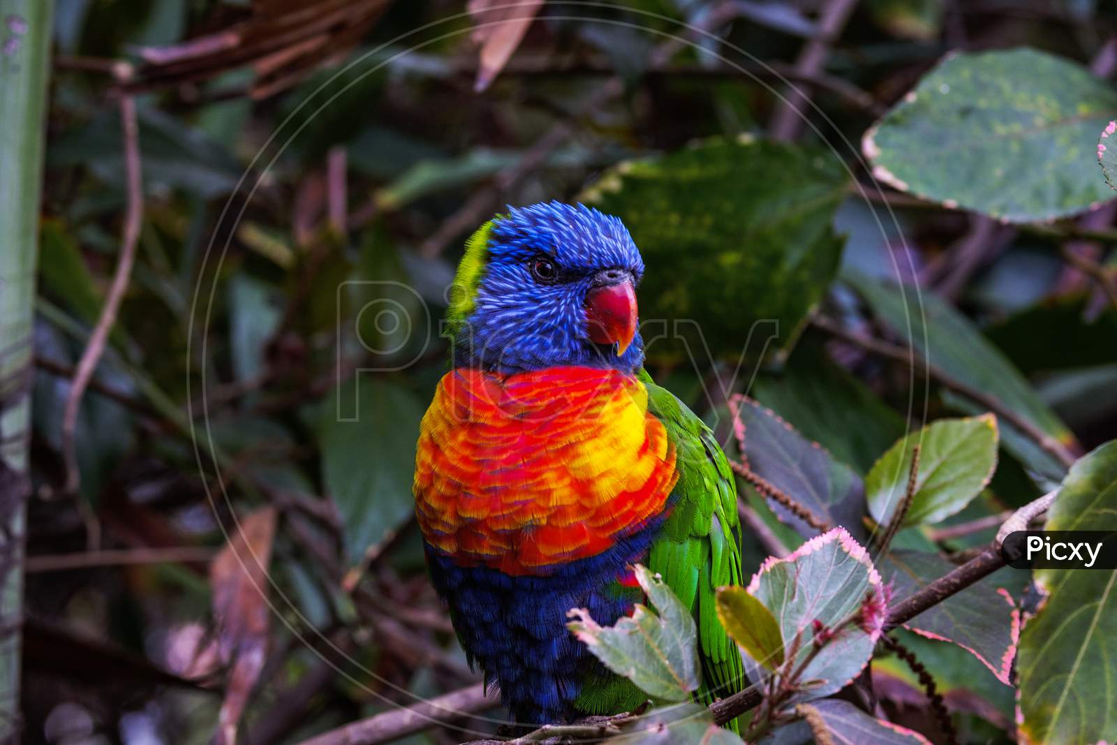 Mesmerizing Shot Of A Colorful Parrot On Blurred Background