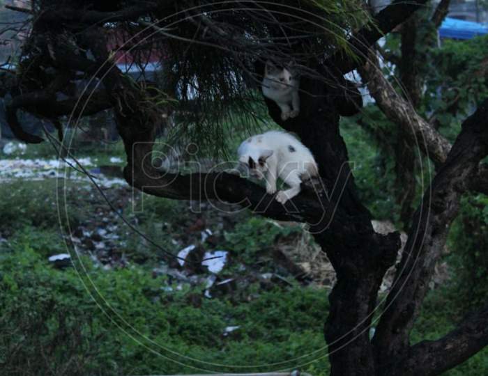 Cat on tree evening
