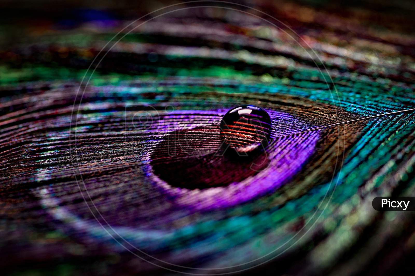 Krishna peacock feather hi-res stock photography and images - Alamy