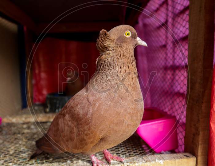 Indian brown color Domestic pigeon looking on left side form open cage beside window