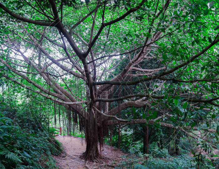 Spooky Indian banyan tree in Khagrachari, Bangladesh