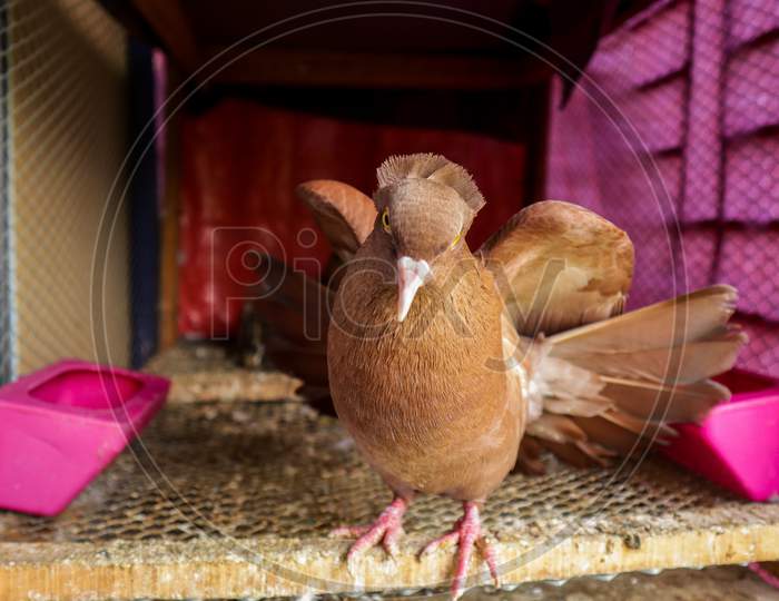 Indian brown color pigeon about to fly from cage. Pigeon Opening wings to fly