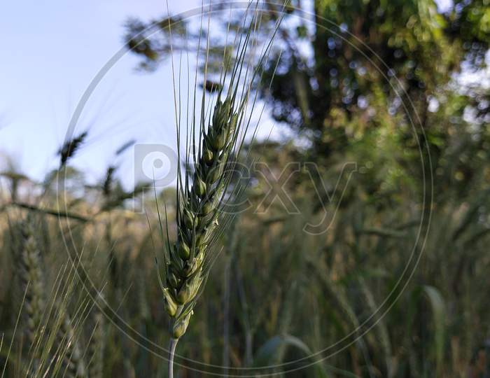 Unripen green Wheat crops plantation