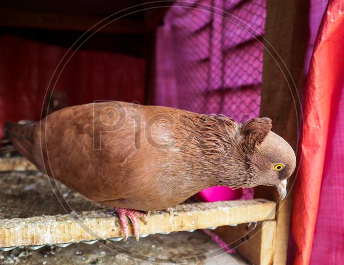 Indian brown color Domestic pigeon looking down form open cage beside window
