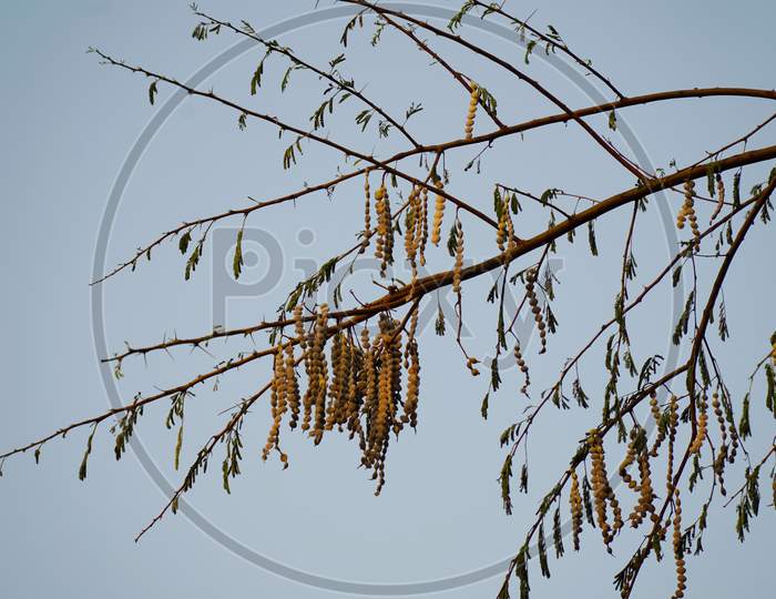 Evening Time, Sunlight Falls On The Hanging Green Pods Or Bean. Long Pods Or Beans Of Acacia Or Babool Tree Leaves With Blue Sky Background.