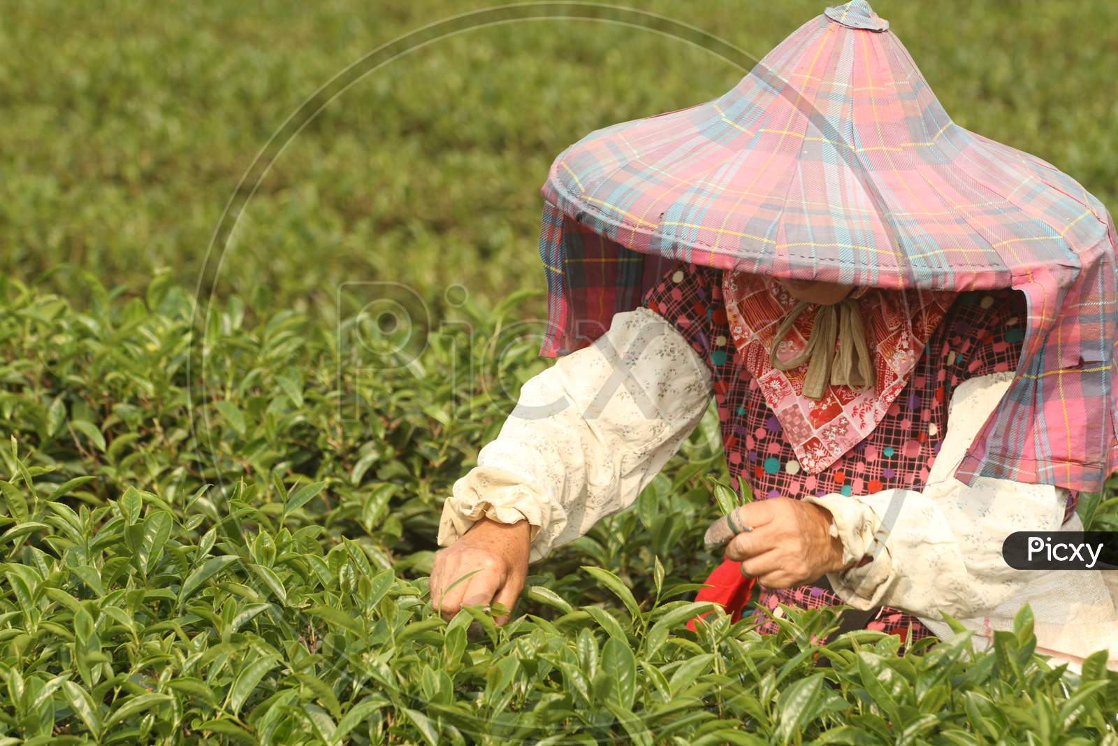 Organically grown tea leaves, hand picked tea leaves