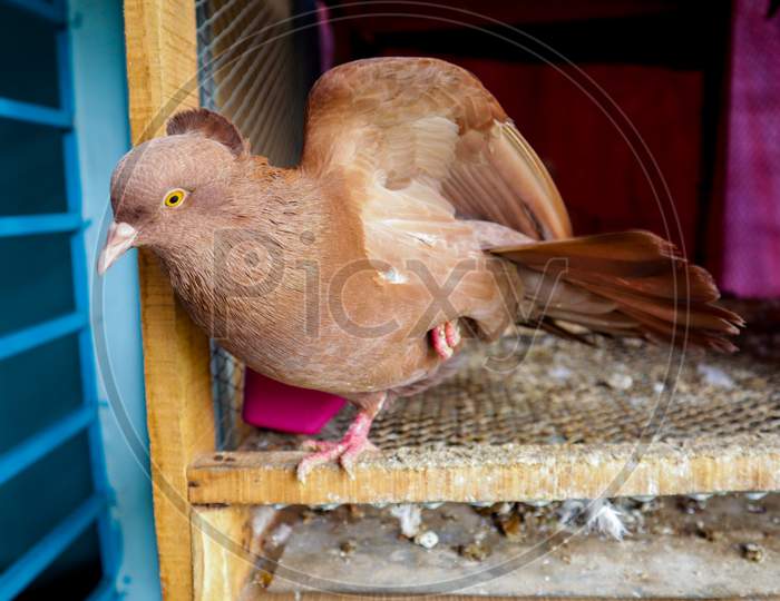 Indian brown color Domestic pigeon standing on one foot in the open cage beside window