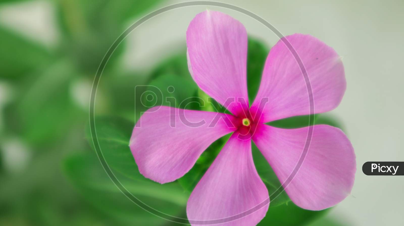 Colorful Madagascar periwinkle close up view indoor garden