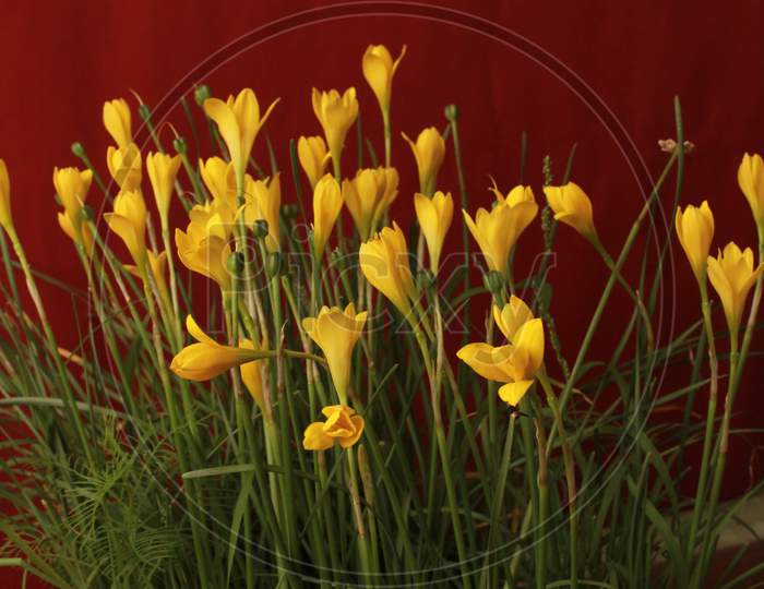 Image of Flower Zephyranthes Citrina beautiful background for seasons