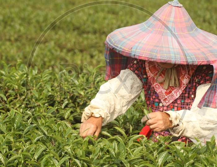 Organically grown tea leaves, hand picked tea leaves