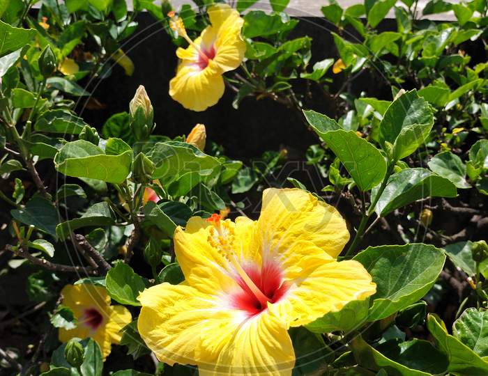 Yellow china rose or hibiscus flower plant