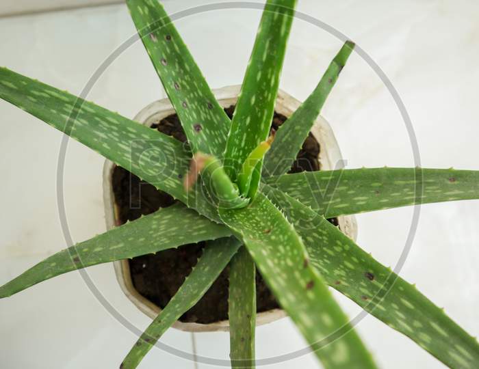 Green Aloe vera Top view on White Background into plastic pot in indoor garden